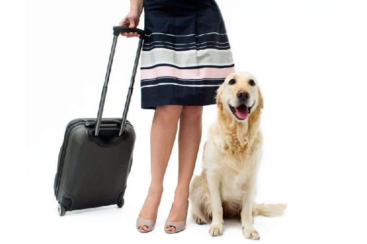 Como Viajar com Animais – Dicas e meios de transporte Fonte: CachorroGato